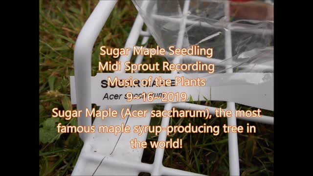 Song of the Sugar Maple Tree Seedling 9 16 2019