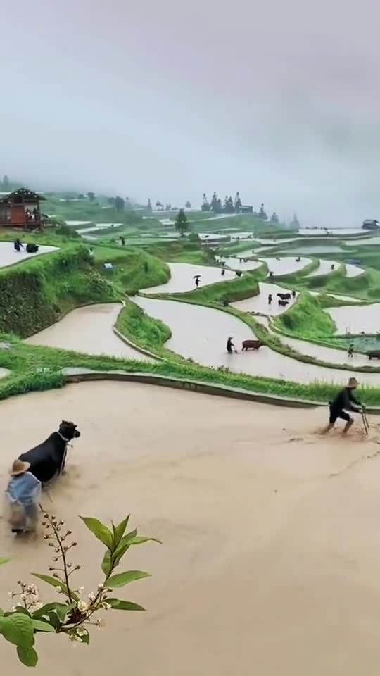Beautiful View of Rice Fields in the Village