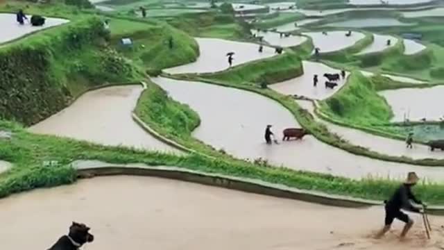 Beautiful View of Rice Fields in the Village