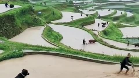 Beautiful View of Rice Fields in the Village