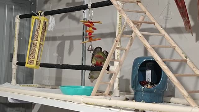 Pineapple Conures eating apples