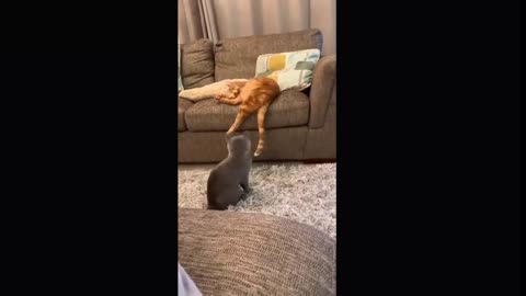 Funny Cats