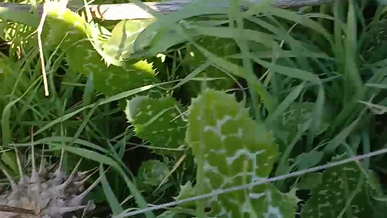 Foraging update October 27, 2023