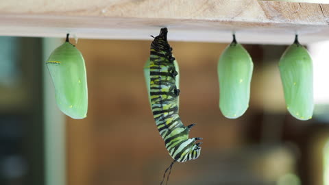 Monarch butterfly's "J" stage into Chrysalis!!!