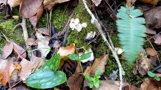 EP2: Foraging Shrimp of the Woods Mushroom. Clean and cook