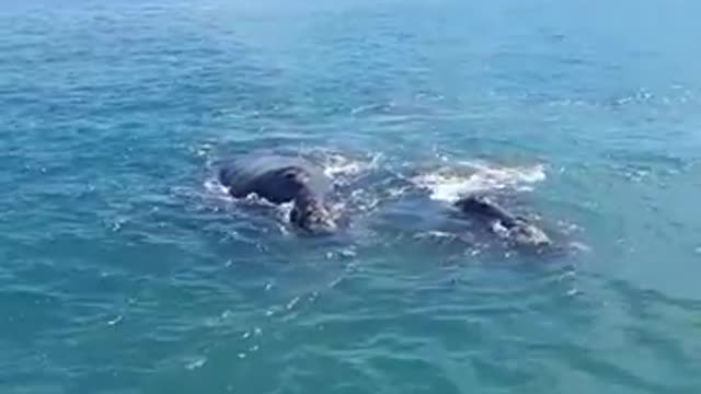 Best Hermanus Whale Watching - Whalewatchinghermanus.co