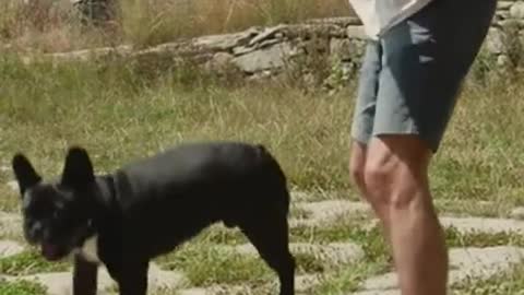 Funny Dog