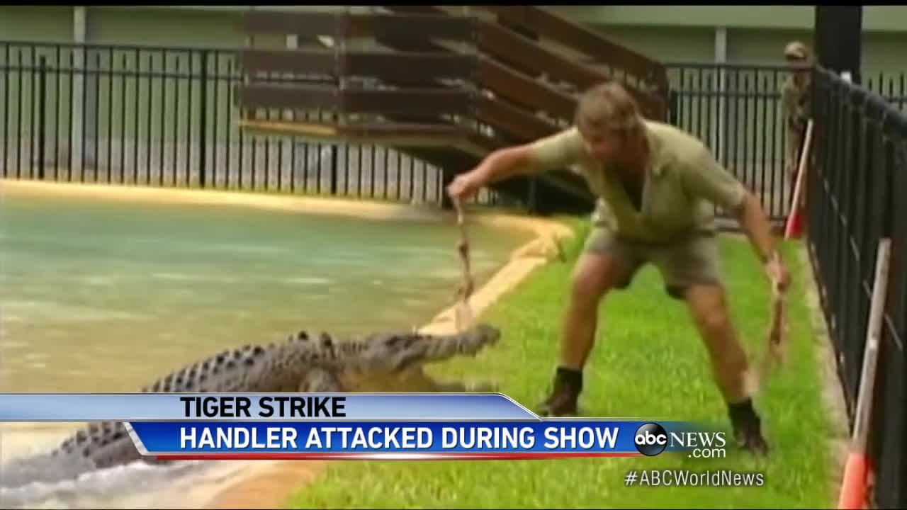 Caught On Tape: Animal Trainer Fights Life After Tiger Attack