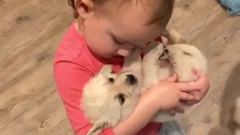 How to pet a small baby puppy