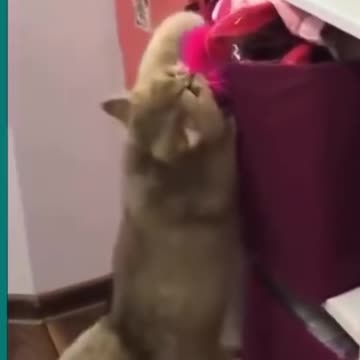 Cat funny comedy scenes 🤣🤣