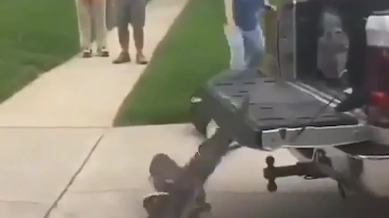 Cops vs Gator