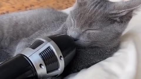 Funniest cats and dogs 🐶🐱