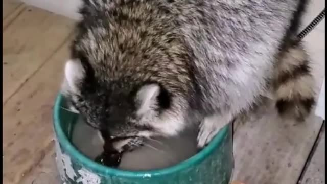 Before eating, you must wash... ArWWW So Cuteeeee!
