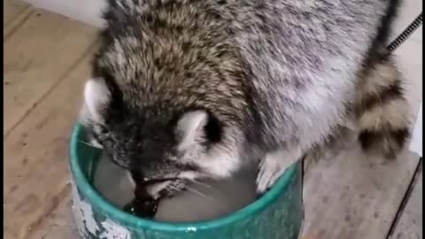 Before eating, you must wash... ArWWW So Cuteeeee!