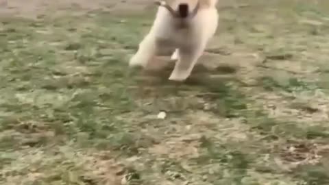 Dog ran out super cute