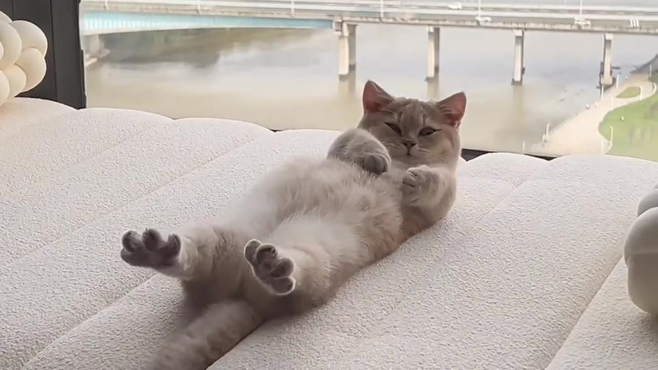 tag cat lovers