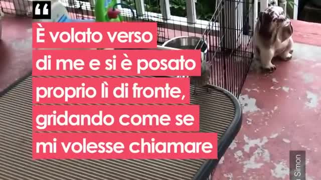 Salva un uccellino appena nato e gli insegna a volare: "Non voleva più dirmi addio"