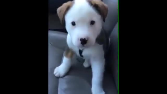 Dog gets angry at his own hiccups