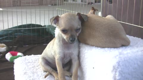 Cute Chihuahua Puppy Tries To Sleep - Super Cute!