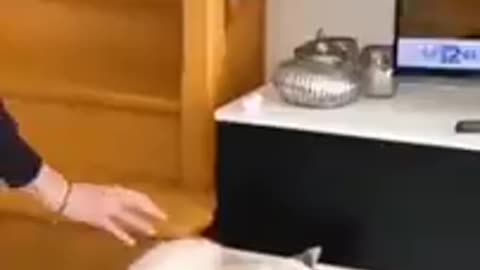 Cat is good post
