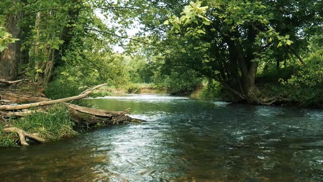 Cloudy Woodland Stream Nature Ambience - 1 Hour Scenic Video