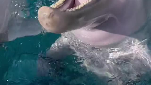 Dolphins eat small fish, I fail to focus on seeing his teeth