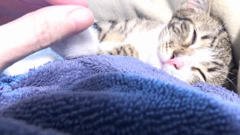 Purring Cat ASMR 3