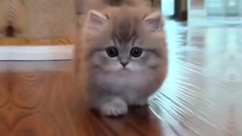 When Animated Cat and Mouse in Reality
