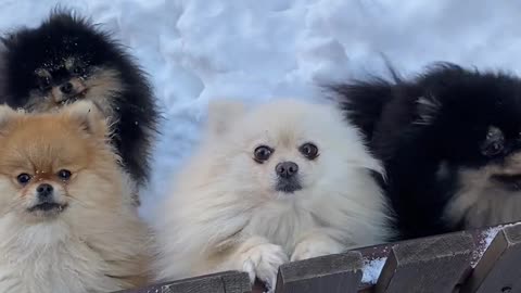 very cute dogs on the fence