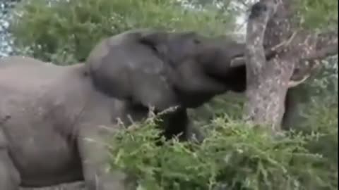 Elephants go Wild... SCARRY