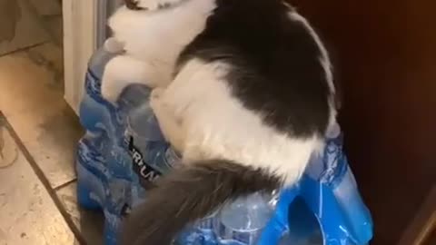 funny cat videos 021