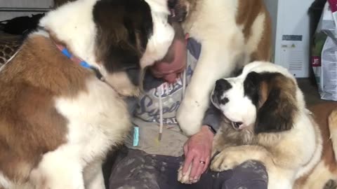 Saint Bernards Create Giant Pile of Love