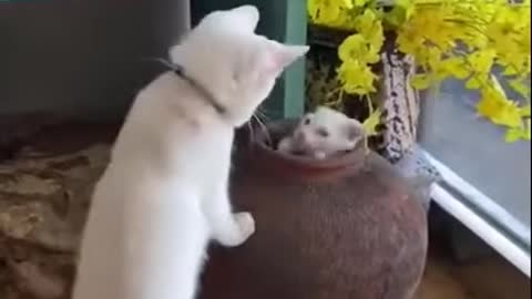 Cats In A Fun And Funny Game