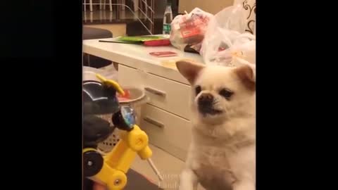 💗 Very Funny Cats and Dogs !!! Great Video