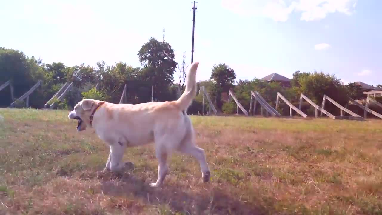10 Most Well-Behaved Dog Breeds