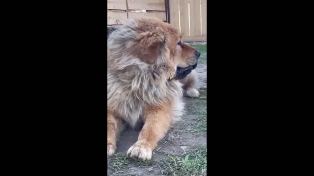 Overly-attached corgi obsessed with Tibetan mastiff best friend