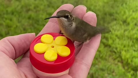 Hand Fed Hummingbirds Enjoying a Snack