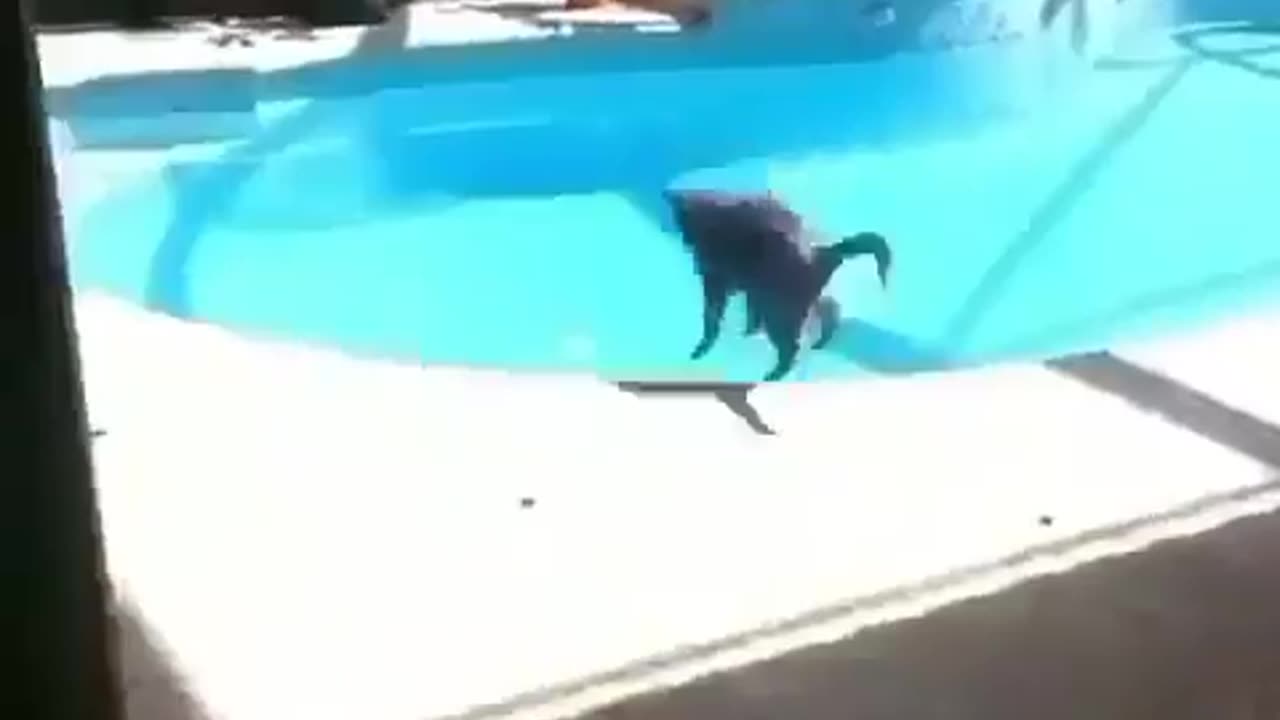 cat going to have a nice poolday