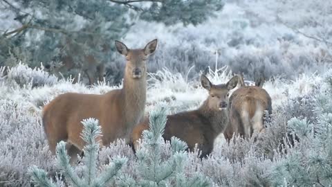 A small herd of deer with its family looks very beautiful