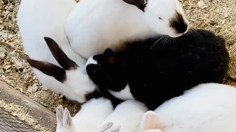 Sweet young rabbits