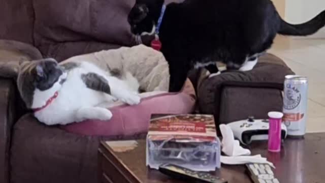 Cats settling dispute over who sits where