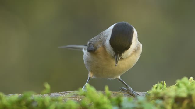 Watch an adorable video of a beautiful, colorful little bird