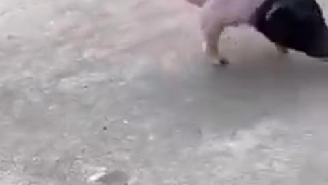 Esse porco merece reconhecimento e aplausos