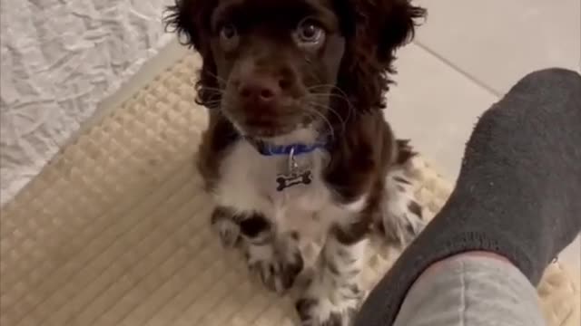 Owner teaches little puppy how to bark.