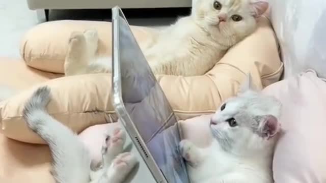 Funny cats 😺 funny cats video nice