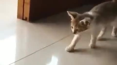 Baby cat funny videos