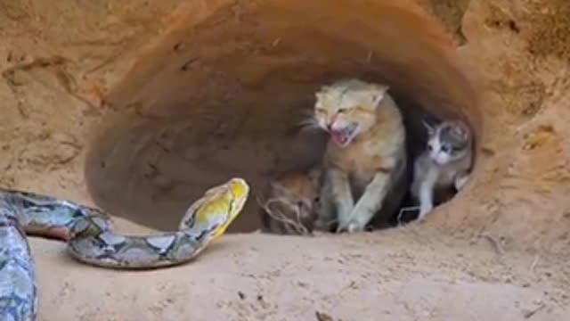 Dangerous Snake vs Kitten