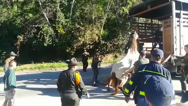 Atropellan dos caballos en la vía a Palonegro