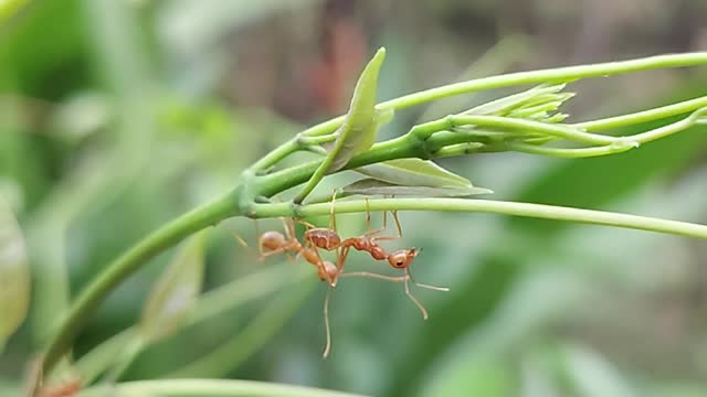 close-up-of-ants-on-plant