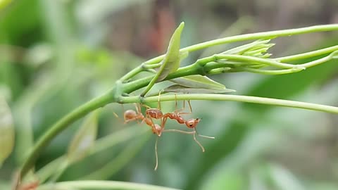 close-up-of-ants-on-plant